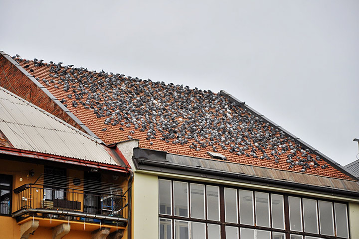 A2B Pest Control are able to install spikes to deter birds from roofs in Stockton On Tees. 