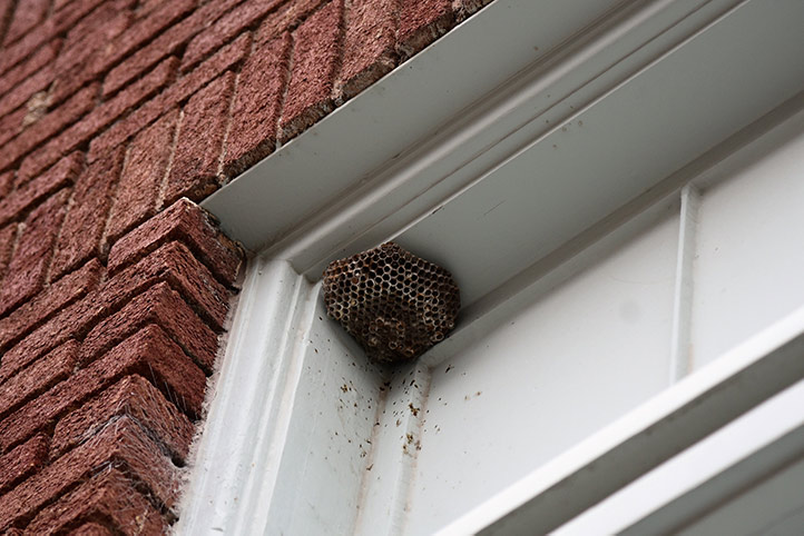 We provide a wasp nest removal service for domestic and commercial properties in Stockton On Tees.